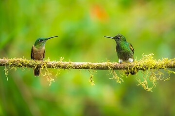 Buff-tailed coronet (Boissonneaua flavescens), on branch, 4K resolution, best Ecuador humminbirds, colibri
