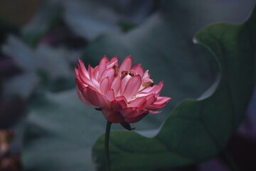 pink lotus flower in garden