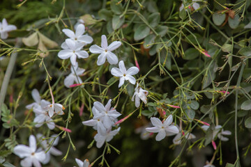 Evergreen star jasmin blossoming during peruvian winter white little flowers