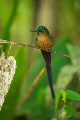 Violet-tailed Sylph - Aglaiocercus coelestis, beautiful long tailed hummingbird of South America, Mindo, Ecuador, 4K resolution