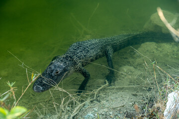 Small Aligator Floats At The Edge of Lake
