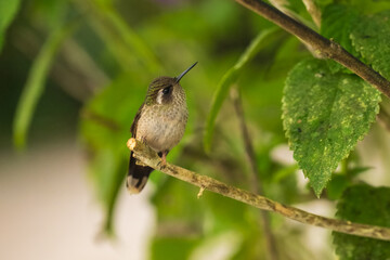 Speckled Hummingbird, Adelomyia melanogenys, on the branch, 4K resolution, best Ecuador humminbirds