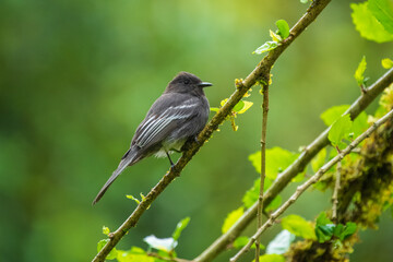 Elegant black phoebe, Sayornis nigricans, native to North Central America. Characterized by sleek plumage and aerial insect-catching prowess.