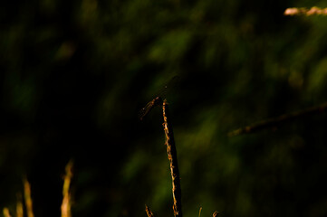 Dragonflies perch on cornflowers in the garden