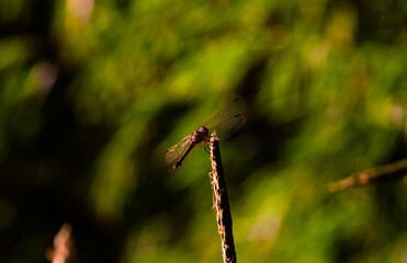 dragonflies perched on cornflowers