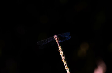 Dragonflies perch on cornflowers in the garden