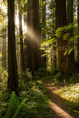 Obraz premium Sun Rays Shine Through Redwood Forest