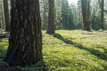 Sunny Forest on Prospect Peak in Lassen Volcanic