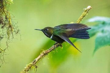 Gorgeted Sunangel, Heliangelus strophianus, hummingbird from Mindo forest, Bellavista, Ecuador. Wildlife scene from nature. Birdwatching 