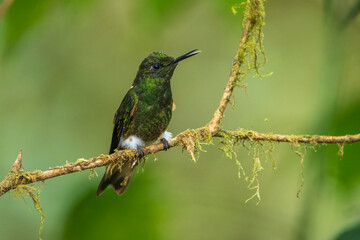 Buff-tailed coronet (Boissonneaua flavescens), on branch, 4K resolution, best Ecuador humminbirds, colibri

