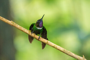 Gorgeted Sunangel, Heliangelus strophianus, hummingbird from Mindo forest, Bellavista, Ecuador. Wildlife scene from nature. Birdwatching 