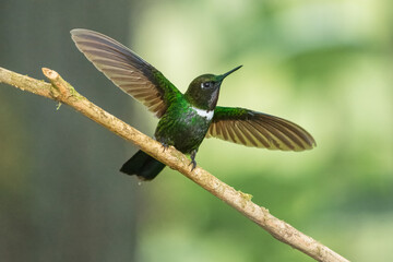 Gorgeted Sunangel, Heliangelus strophianus, hummingbird from Mindo forest, Bellavista, Ecuador. Wildlife scene from nature. Birdwatching 