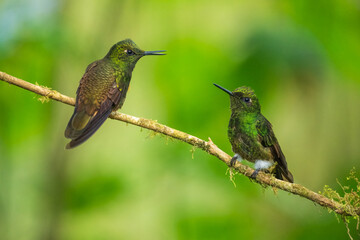 Two fighting Buff-tailed coronet (Boissonneaua flavescens), in flight, 4K resolution, best Ecuador humminbirds
