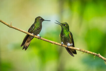 Two fighting Buff-tailed coronet (Boissonneaua flavescens), in flight, 4K resolution, best Ecuador humminbirds
