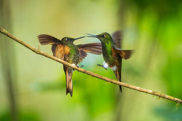 Two fighting Buff-tailed coronet (Boissonneaua flavescens), in flight, 4K resolution, best Ecuador humminbirds
