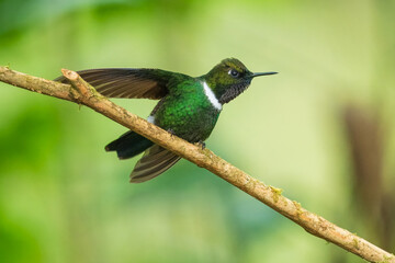 Gorgeted Sunangel, Heliangelus strophianus, hummingbird from Mindo forest, Bellavista, Ecuador. Wildlife scene from nature. Birdwatching 