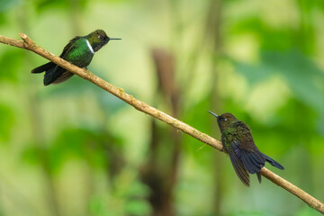 Gorgeted Sunangel, Heliangelus strophianus, hummingbird from Mindo forest, Bellavista, Ecuador. Wildlife scene from nature. Birdwatching 