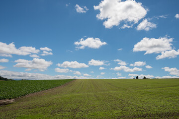 Obraz premium 夏の緑の畑と青空 
