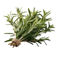 Fototapeta premium Fresh rosemary transparent background