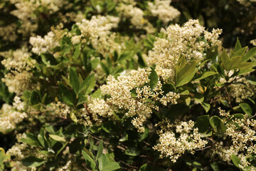 Floraison blanches d'un troène du Japon