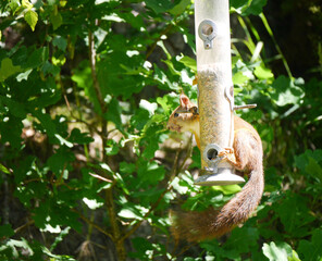 Close up of a squirrel at a bird feeder 
