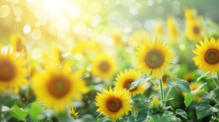 Obraz premium Sunflowers in a Field of Sunshine