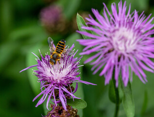 solitary leaf cutter bee Megachile melanopyga on a brown knapweed centaurea jacea blossom