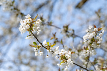 Apfelblüten