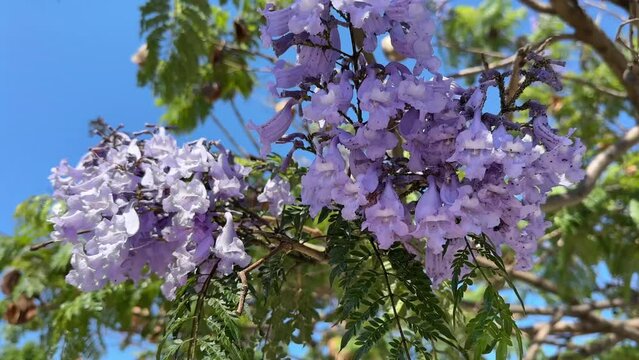 Beautiful purple flowers of tropic Jacaranda tree on blue sky background. Up view on tree branch with purple-blue flowers and seeds blowing in a light breeze. Jacaranda blossoms, spring or summer time