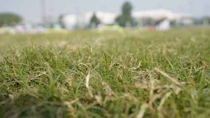 Grass, Lawn, Greenery, Green Grass, outdoor