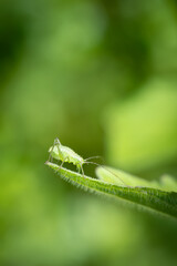 Speckled bush cricket (leptophyes punctatissima), Belgium