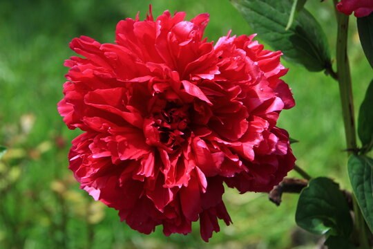 Pivoine rouge triple (paeonia latifolia Rosenfeld) face