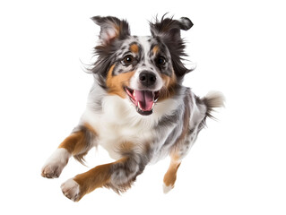 Full body shot of Miniature American Shepherd dog, running happily, smiling.