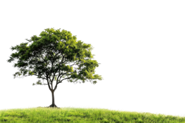 one Green tree isolated on white, Green trees isolated on transparent background forest and summer foliage for both print and web with cut path. PNG