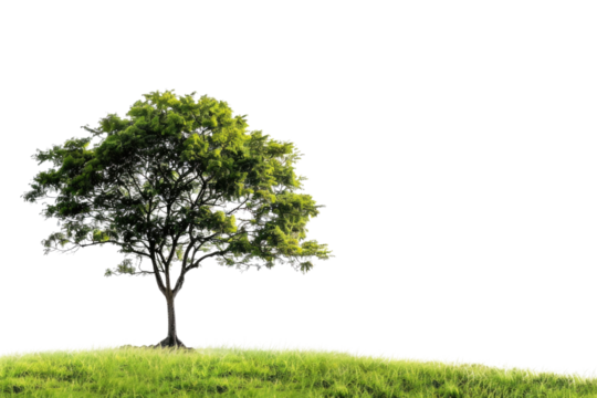 one Green tree isolated on white, Green trees isolated on transparent background forest and summer foliage for both print and web with cut path. PNG