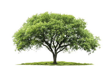 one Green tree isolated on white, Green trees isolated on transparent background forest and summer foliage for both print and web with cut path. PNG
