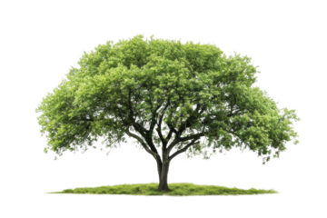 one Green tree isolated on white, Green trees isolated on transparent background forest and summer foliage for both print and web with cut path. PNG