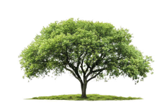 one Green tree isolated on white, Green trees isolated on transparent background forest and summer foliage for both print and web with cut path. PNG