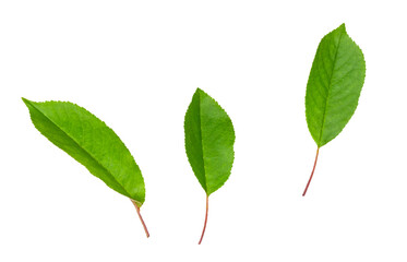 Sweet cherry leaves isolated on a white background, clipping path, top-down.