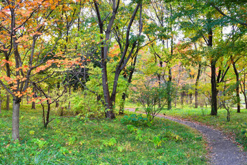 皇居東御苑の美しい紅葉 コピースペースあり（日本東京都）
Beautiful autumn leaves in Kokyo Higashi Gyoen (The East Gardens of Tokyo Imperial Palace,the East Gardens of the Imperial Palace) copy space available(Tokyo, Japan)
