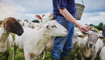 Hands, farmer and bucket for feeding sheep on field in countryside with care for stock, food or eating. Animal, person and grain at farm for diet, meat or wool production with health in New Zealand © Arnell K/peopleimages.com