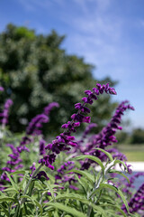 Obraz premium Botanical garden, park, summer wallpaper. Salvia leucantha, purple blooming flowers, velvety plant. 