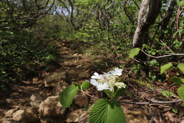 2024年5月の福島県の安達太良山の山開き