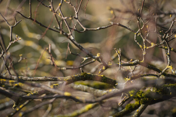Nahansicht von verschlungenen kahlen Ästen eines Baumes mit Flecken von Moos, die auf den beginnenden Frühlingswuchs hindeuten