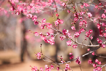 綺麗な梅の花