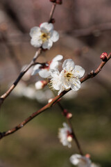 綺麗な梅の花