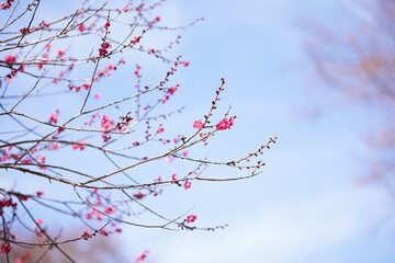 綺麗な梅の花