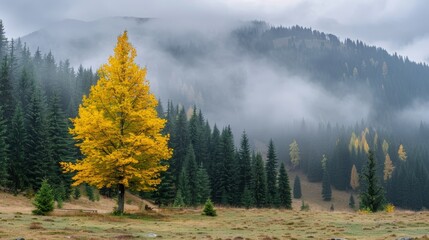 Golden ginkgo tree in autumn forest amidst green conifers on cloudy mountain day