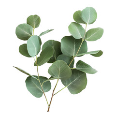 Fresh eucalyptus sprig cut out