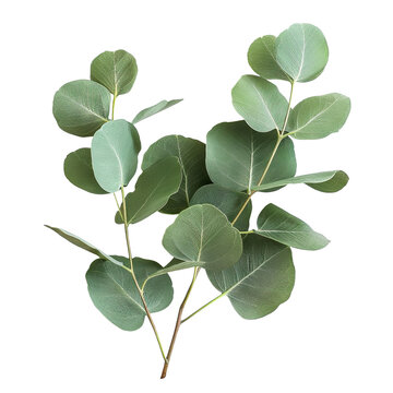 Fresh eucalyptus sprig cut out